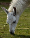 Hungry llama, Lama glama, grazing on green grass Royalty Free Stock Photo