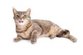 Hungry Looking Domestic Shorthair Cat Licking Its Lips Royalty Free Stock Photo