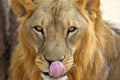 Hungry Male African Lion Panthera leo portrait Royalty Free Stock Photo