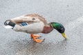 Hungry Mallard Duck Looking for Food with a Carelessly Discarded Cigarette End Close By