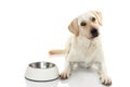 HUNGRY MIXEDBRED OF MASTIFF AND LABRADOR RETREIVER EATING FOOD I Royalty Free Stock Photo