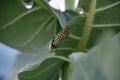 Hungry Monarch Caterpillar on a Leaf Royalty Free Stock Photo