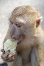 Hungry monkey eating banana Royalty Free Stock Photo