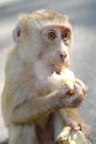 Hungry monkey eating banana Royalty Free Stock Photo