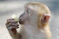 Hungry monkey eating banana Royalty Free Stock Photo