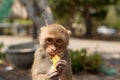 Hungry monkey Royalty Free Stock Photo