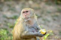 Hungry monkey Royalty Free Stock Photo