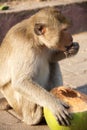 Hungry Monkey Royalty Free Stock Photo