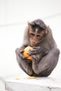 Hungry Monkey eating Orange