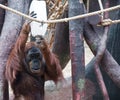 hungry monkey in Prague zoo