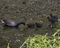 Hungry Moorhen Chicks