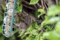 Hungry mouse or baby rat taking food from garden bird feeder. Funny cute animal meme image