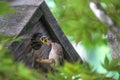 Hungry Mouths to Feed - Baby Birds in Birdhouse