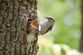 Hungry nestling ask for food from his parent. Wood nuthatch bring food for chicks in beak