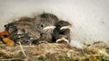 Hungry nightingale hatchlings in a nest