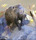 Hungry nutria Royalty Free Stock Photo