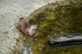 Hungry otter eating Royalty Free Stock Photo