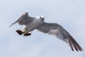 Sea gulls fly against the blue sky into the sea.