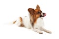 Hungry Papillon Dog Laying Royalty Free Stock Photo