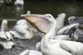 Hungry pelican Royalty Free Stock Photo