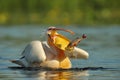 The hungry pelican. Pelican in natural habitat