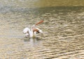 Hungry pelican with mouth wide opened, showing its throat pouch. Royalty Free Stock Photo