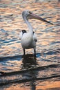 A hungry Pelican at Sunset on Noosa River Royalty Free Stock Photo