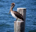 Hungry Pelican Waiting For Dinner Royalty Free Stock Photo