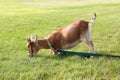 Hungry Pet Goat Pulling on Leash Royalty Free Stock Photo