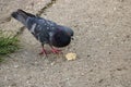 A cute pigeon with bread.