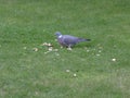 Pigeon on grass about to eat lots of bread