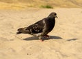 Hungry pigeon walking on beach Royalty Free Stock Photo