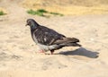 Hungry pigeon walking on beach Royalty Free Stock Photo