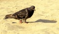 Hungry pigeon walking Royalty Free Stock Photo