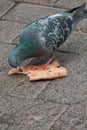 Pigeon eating pizza at sidewalk Royalty Free Stock Photo