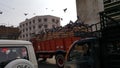 Hungry pigeons having lunch on moving truck