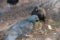 Hungry pigeons on the street eat bread crumbs Royalty Free Stock Photo