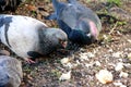 Hungry pigeons on the street eat bread crumbs Royalty Free Stock Photo