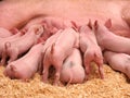 Hungry Piglets