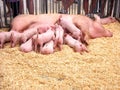 Hungry Piglets Royalty Free Stock Photo