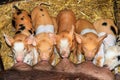 Hungry piglets Royalty Free Stock Photo