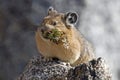 Hungry Pika