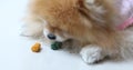 Hungry Pomeranian Dog Eating Food or Snack for Dog