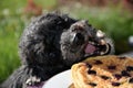 Dog tries to steal a pancake Royalty Free Stock Photo