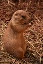 Hungry Prairie Dog Eating and Snacking on Straw