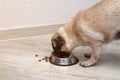 Hungry pug dog eating dry feed from his bowl. balanced diet Royalty Free Stock Photo