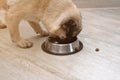 Hungry pug dog eating dry feed from his bowl. balanced diet Royalty Free Stock Photo