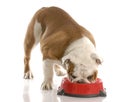 Hungry puppy Royalty Free Stock Photo