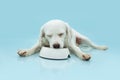 Hungry puppy dog eating food ina white bowl on blue background Royalty Free Stock Photo