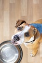 Hungry puppy sits on the floor near empty food bowl and asks fo Royalty Free Stock Photo